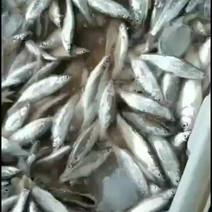 大量销售白条鱼鲫鱼白脸银鱼虾黄鱼常年批发