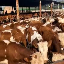 西门塔尔肉牛犊，十头全国免费运输到家，货到付款，厂家直销