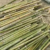 竹子长四十三到四十五厘米