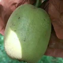 红心猕猴桃，将在农历7月底8月初成熟。
