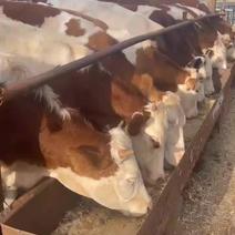 西门塔尔肉牛利木赞各种大小牛136074394价格合理。
