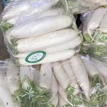 我是河北省邯郸市永年区白萝卜市场，大量有货，需要我