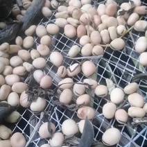 甘肃产地直发胡豆小圆蚕豆优质豌豆干货当季新货羊眼豆批发