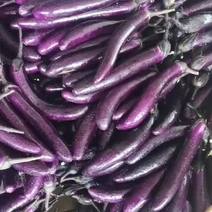 紫长茄红茄子（原产地）稳定代办代收云南精品紫长茄
