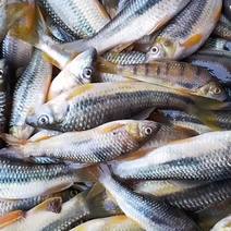 江西冰鲜淡水石斑鱼活鱼都有不是浙江品种