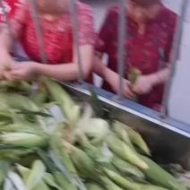 贵州，水果甜玉米
