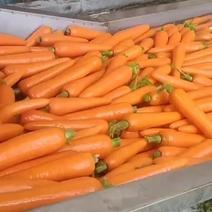 精品便宜胡萝卜🥕大量现货供应需要的老板