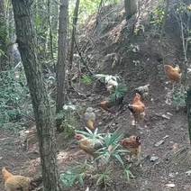 农村散养跑山鸡