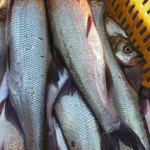 【鲜达】翘嘴白鱼0.5-4斤，天天发货全国物流配送次日到