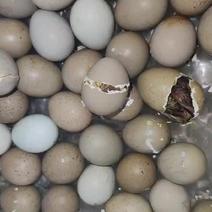 芦丁鸡种蛋芦丁鸡受精蛋，迷你鸡蛋，网红鸡受精率超高