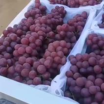 精品巨峰葡萄(双层果袋，软枝巨峰)，果农急售，看质量定价