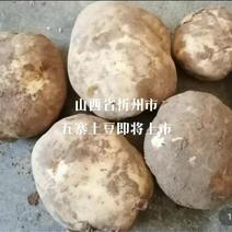 山西省忻州市土豆即将上市