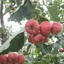 新果绵球山楂批发糖葫芦专用果园现摘现发