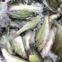 鲈鱼加州鲈鱼冰冻鲈鱼规格齐全，全国发货保质保量