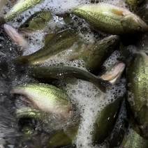 鲈鱼加州鲈鱼全年稳定供应各种规格鲈鱼