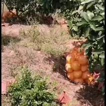 柳州鹿寨三红柚大量上市