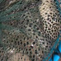 花豹花鳗海鳗鳗鱼