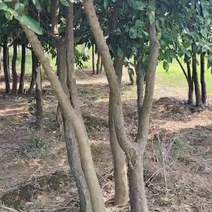 百亩精品香泡树产地发货可用于园林及工程绿化
