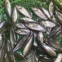 加州鲈鱼苗，品质保证，生长速度快，抗病毒能力强。