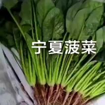 宁夏精品菠菜，香菜，花叶生菜，上海青，茼蒿