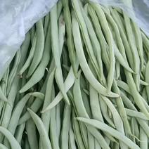 河北扁豆全国发货品质保证全国发货欢迎