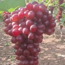 精品克伦生葡萄，河北深州高糖克伦生葡萄大量有货。