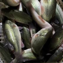 长期稳定供应广东鲈鱼加州鲈鱼海鲈鱼冰鲜鲈鱼