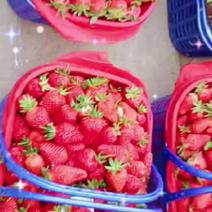 冬草莓预计月底大量上市欢迎各大供应商商超来电