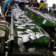 舟山白鲳鱼全国发货一手货源厂家直供批发供应各地平台商家