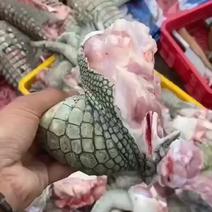 鳄鱼掌鳄鱼腿肉，量大从优，支持全国发货，鲜冻发货