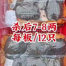 网红麻辣甲鱼批发，卤甲鱼半斤到一斤规格，量大从优