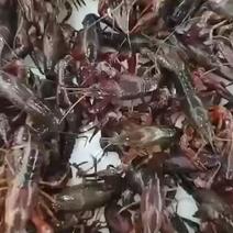 江水养殖小龙虾