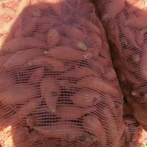 西瓜红养殖红薯
