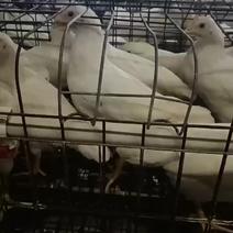 1.5斤左右海兰褐海兰灰青年鸡现货出售