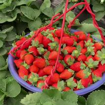 2022冬季草莓开始预售了，有需要合作的可以起来了。