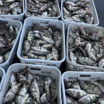 全年稳定供应各种规格桂（鳜）鱼鲈鱼。冰鲜桂鱼鲈鱼。