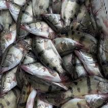 桂鱼全年稳定供应各种规格丁桂鱼鳜鱼冰鲜桂鱼冰冻鳜鱼