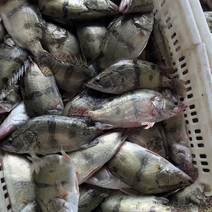 全年稳定供应各种规格桂鱼冰鲜桂鱼鳜鱼冻鳜鱼