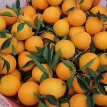 爱媛果冻橙今日价格1.8