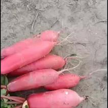 萝卜有机蔬菜，无农药残留。