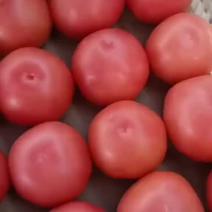 西红柿，精品硬粉西红柿，产地货源，品质保证，欢迎采购