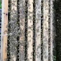 四川中蜂蜂群阿坝蜂群保证质量抗病高产包技术售后