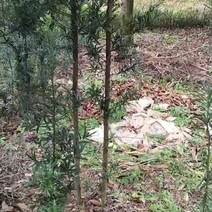 罗汉松苗（地径2.5~6公分）常年青绿可盆栽