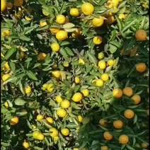 江西南丰蜜橘大量上市，0.6到8毛次果。