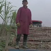 湖北仙桃一屋嘴甘蔗种植合作社，卖青皮甘蔗。