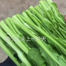 精品白菜苔，红菜苔，油菜苔地头直发