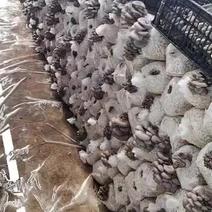 【鲜平菇】江苏连云港平菇全国发货提供各种包装合作社一手货
