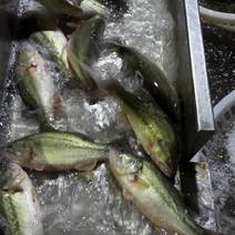 全年稳定供应各种规格鲈鱼桂花（鳜）鱼冰鲜鲈鱼冰鲜鳜鱼