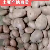 内蒙古乌兰察布土豆产地直发