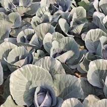 本地基地大面积种植精品紫甘蓝，西蓝花，支持全国发货，欢迎